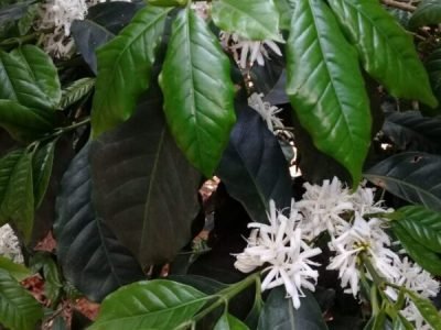 IMG-20190305-WA0013