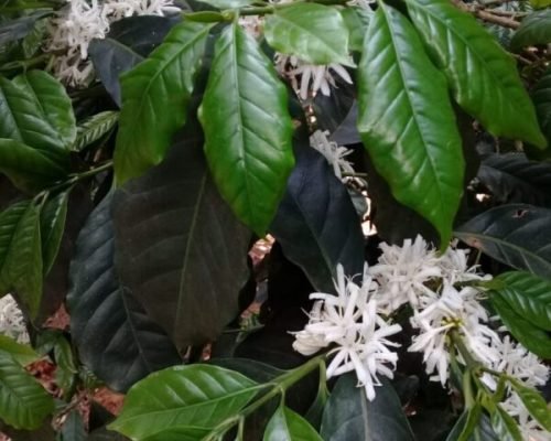 IMG-20190305-WA0013